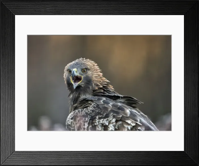 Framed Print : Golden eagle (Aquila chrysaetos), Sweden, Scandinavia, Europe