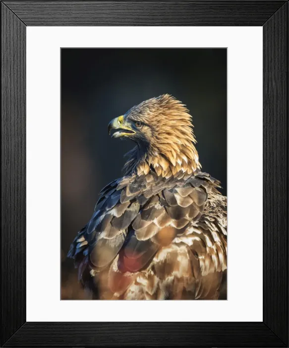Framed Print : Golden eagle (Aquila chrysaetos), Sweden, Scandinavia, Europe Framed Print : Golden eagle (Aquila chrysaetos), Sweden, Scandinavia, Europe