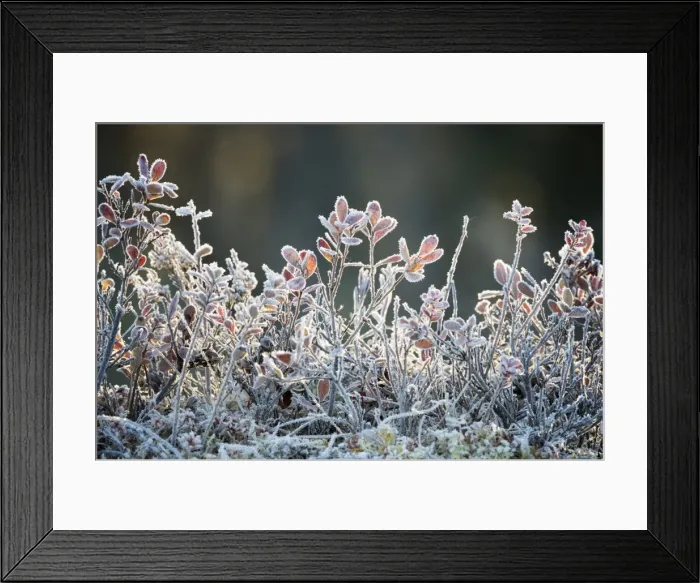 Framed Print : Frost, Sweden, Scandinavia, Europe Framed Print : Frost, Sweden, Scandinavia, Europe