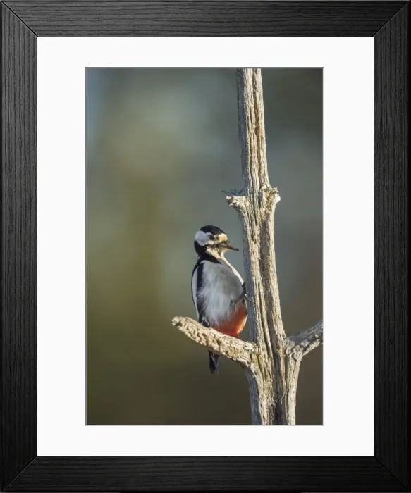 Framed Print : Great spotted woodpecker (Dendrocopos major), Sweden, Scandinavia, Europe