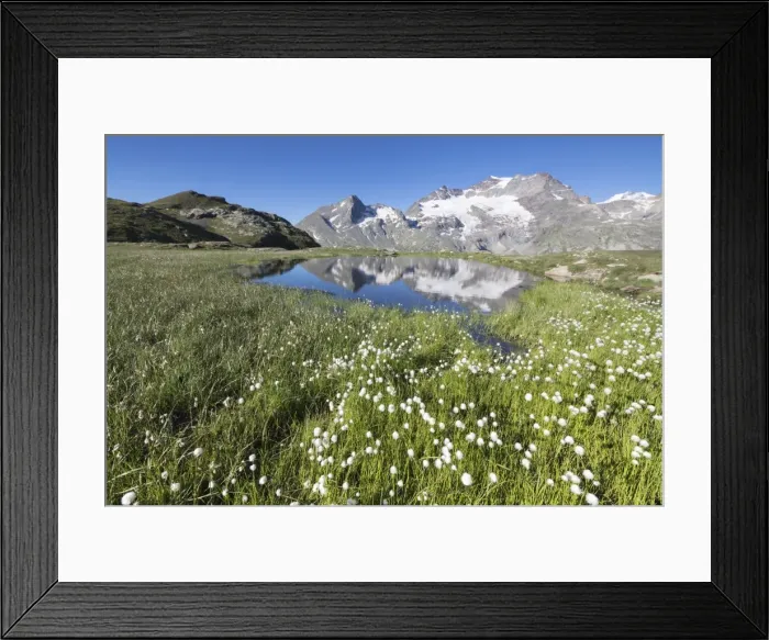 Framed Print : Cotton grass frames snowy peaks reflected in water, Val Dal Bugliet, Bernina Pass Framed Print : Cotton grass frames snowy peaks reflected in water, Val Dal Bugliet, Bernina Pass