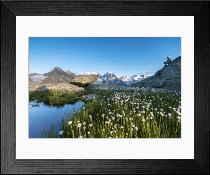 Framed Print : Hiker on rocks admires the blooming of cotton grass, Fuorcla, Surlej, St. Moritz Framed Print : Hiker on rocks admires the blooming of cotton grass, Fuorcla, Surlej, St. Moritz