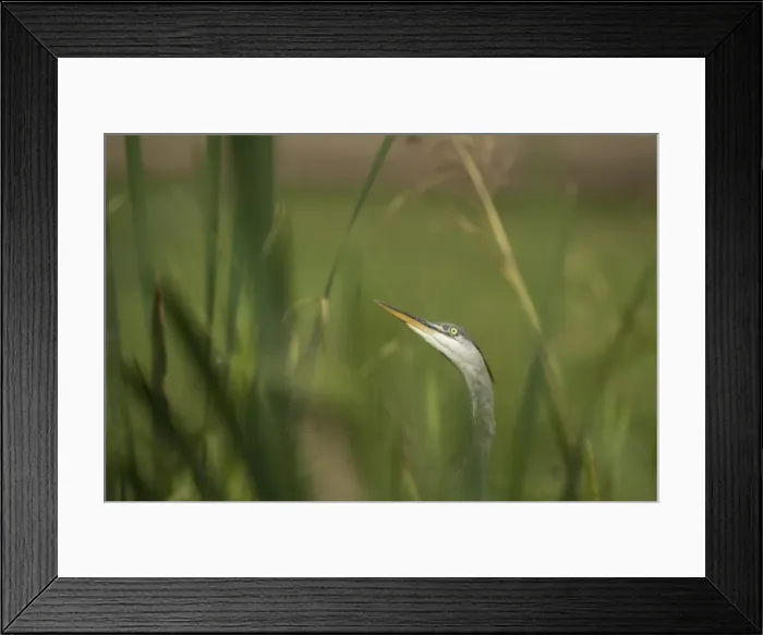 Framed Print : Grey heron (Ardea cinerea), United Kingdom, Europe