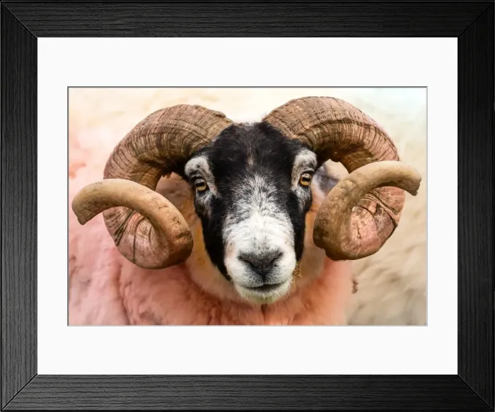 Framed Print : Isle of Mull sheep, Scotland, United Kingdom, Europe Framed Print : Isle of Mull sheep, Scotland, United Kingdom, Europe