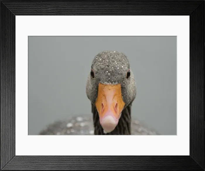 Framed Print : Greylag goose (Anser anser), United Kingdom, Europe Framed Print : Greylag goose (Anser anser), United Kingdom, Europe