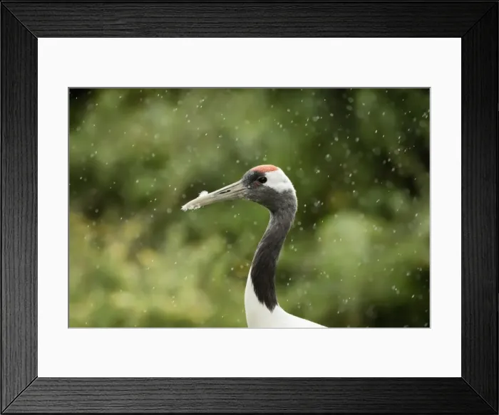 Framed Print : Red crowned crane (Japanese crane) (Grus Japonensis), United Kingdom, Europe Framed Print : Red crowned crane (Japanese crane) (Grus Japonensis), United Kingdom, Europe