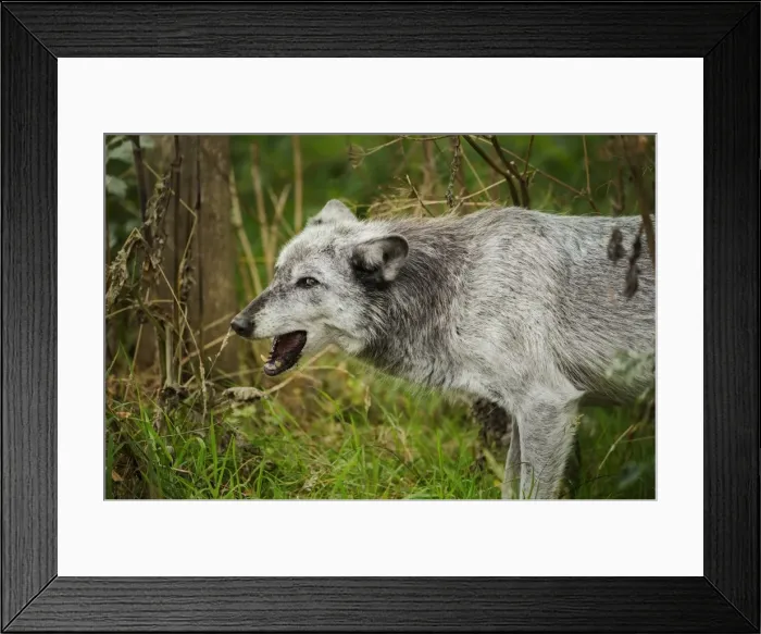 Framed Print : Grey wolf (Lupus canis), captive, United Kingdom, Europe Framed Print : Grey wolf (Lupus canis), captive, United Kingdom, Europe