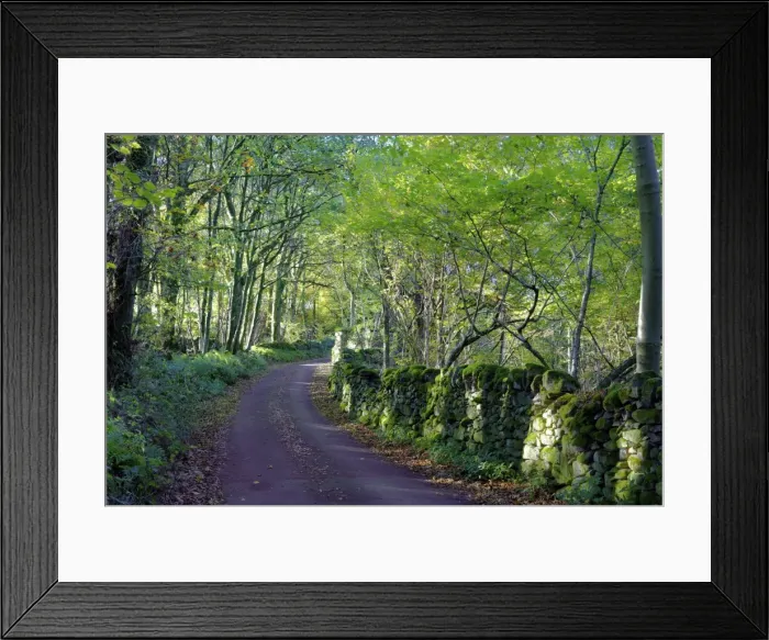 Framed Print : A quiet tree lined lane in the Duddon Valley, Lake District National Park, Cumbria Framed Print : A quiet tree lined lane in the Duddon Valley, Lake District National Park, Cumbria