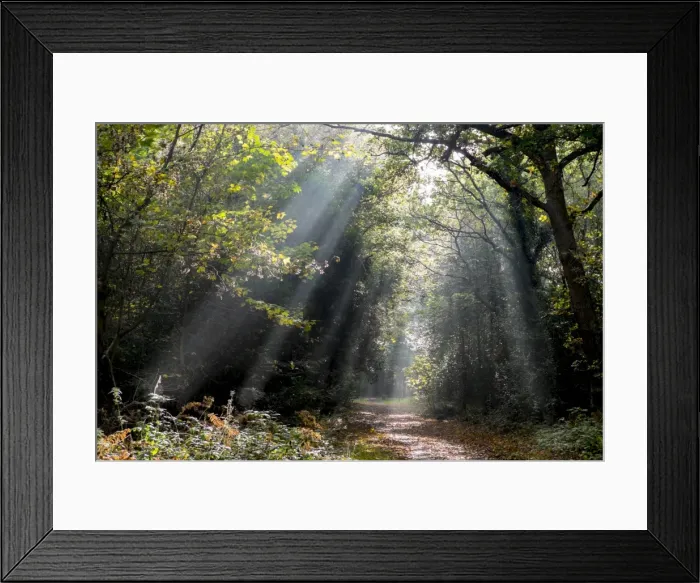 Framed Print : Autumn forest path, Surrey, England, United Kingdom, Europe Framed Print : Autumn forest path, Surrey, England, United Kingdom, Europe