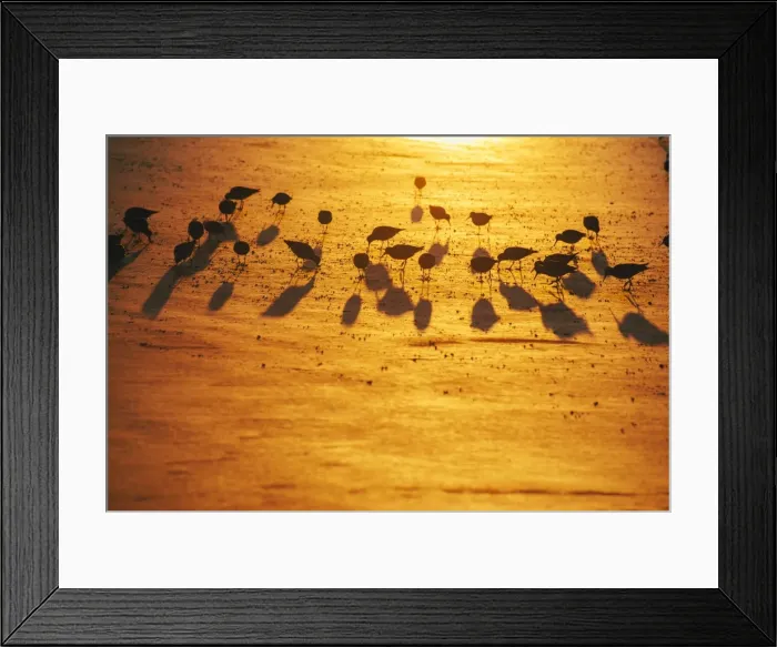 Framed Print : Red knots on Sunset Beach during golden sunrise, North Carolina, United States of America Framed Print : Red knots on Sunset Beach during golden sunrise, North Carolina, United States of America