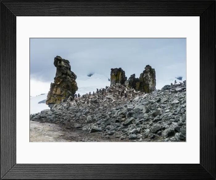 Framed Print : Penguins below dramatic rock formations, Half Moon Bay, South Sheltand Islands, Antarctica