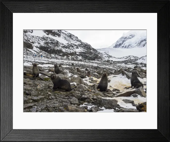 Framed Print : Antarctic fur seal (Arctocephalus gazella) colony, Coronation Island, South Orkney Islands Framed Print : Antarctic fur seal (Arctocephalus gazella) colony, Coronation Island, South Orkney Islands