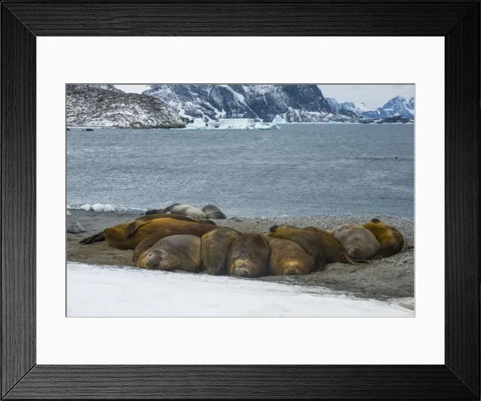 Framed Print : Southern elephant seal colony (Mirounga leonina), Coronation Island, South Orkney Islands Framed Print : Southern elephant seal colony (Mirounga leonina), Coronation Island, South Orkney Islands