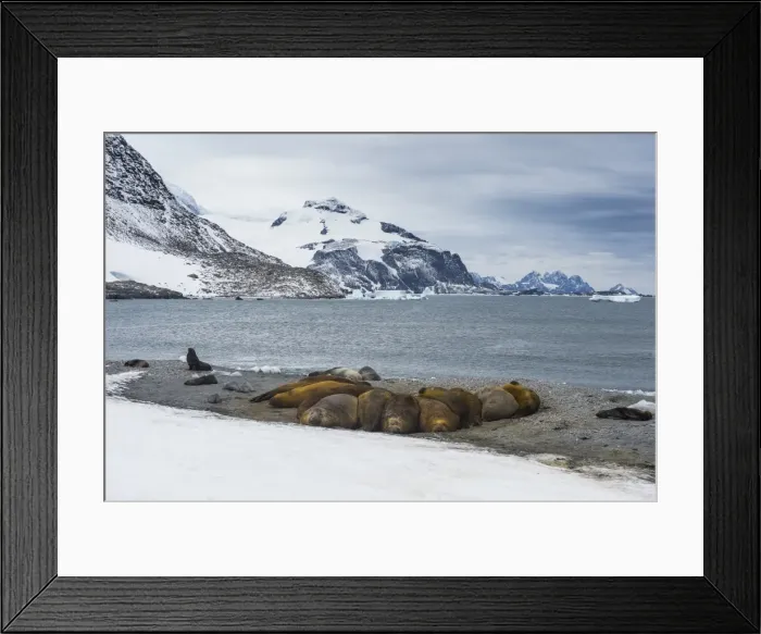 Framed Print : View over a southern elephant seal colony (Mirounga leonina), Coronation Island Framed Print : View over a southern elephant seal colony (Mirounga leonina), Coronation Island