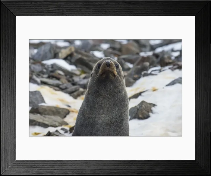 Framed Print : Antarctic fur seal (Arctocephalus gazella), Coronation Island, South Orkney Islands Framed Print : Antarctic fur seal (Arctocephalus gazella), Coronation Island, South Orkney Islands