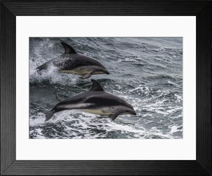 Framed Print : Dusky dolphin (Lagenorhynchus obscurus) jumping, Beagle Channel, Tierra del Fuego Framed Print : Dusky dolphin (Lagenorhynchus obscurus) jumping, Beagle Channel, Tierra del Fuego