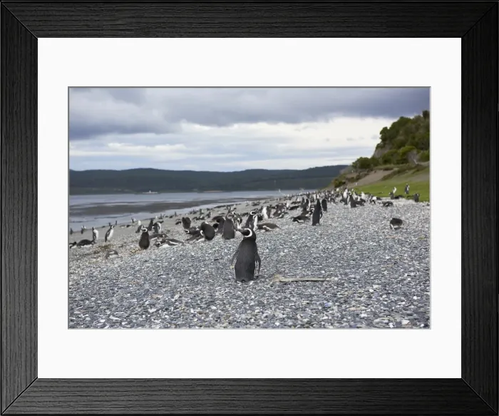 Framed Print : A magellanic penguin colony at the beach on Martillo Island, Tierra del Fuego, Argentina Framed Print : A magellanic penguin colony at the beach on Martillo Island, Tierra del Fuego, Argentina