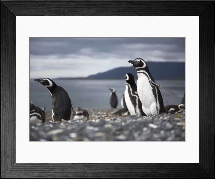 Framed Print : A magellanic penguin on Martillo Island, Tierra del Fuego, Argentina, South America Framed Print : A magellanic penguin on Martillo Island, Tierra del Fuego, Argentina, South America