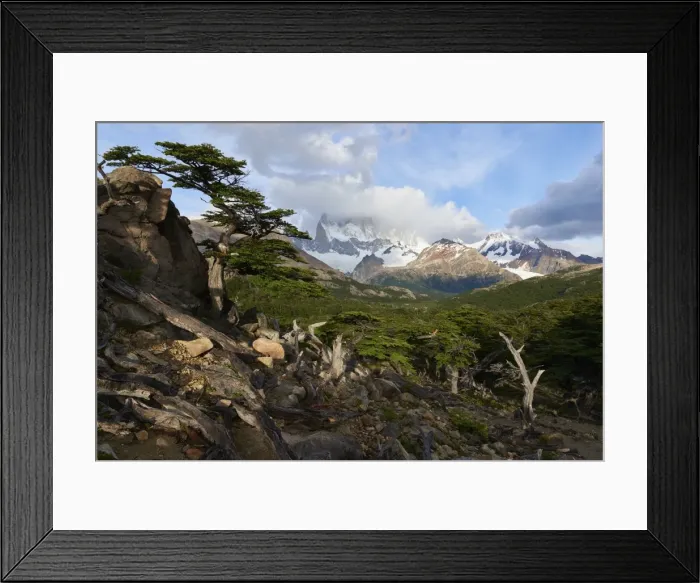 Framed Print : Wide angle landscape featuring Monte Fitz Roy in the background and tree in the foreground Framed Print : Wide angle landscape featuring Monte Fitz Roy in the background and tree in the foreground