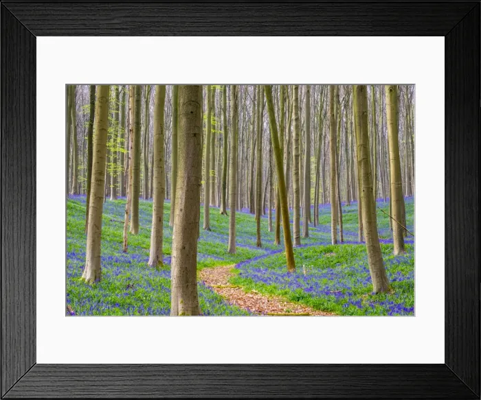 Framed Print : Bluebell flowers (Hyacinthoides non-scripta) carpet hardwood beech forest in early spring Framed Print : Bluebell flowers (Hyacinthoides non-scripta) carpet hardwood beech forest in early spring