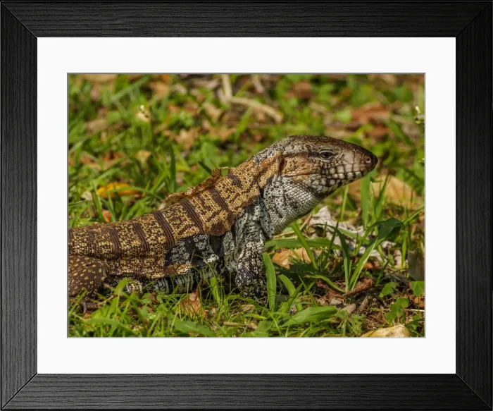 Framed Print : Lizard in the forest next to the Iguazu Falls, Foz do Iguacu, State of Parana, Brazil
