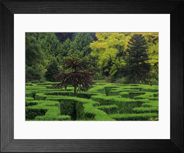 Framed Print : Maze, VanDusen Gardens, Vancouver, British Columbia, Canada, North America Framed Print : Maze, VanDusen Gardens, Vancouver, British Columbia, Canada, North America