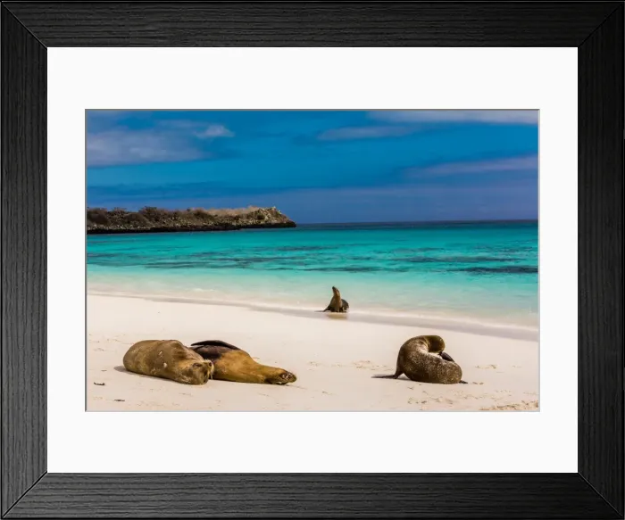 Framed Print : Sea lions on Floreana Island, Galapagos Islands, UNESCO World Heritage Site, Ecuador Framed Print : Sea lions on Floreana Island, Galapagos Islands, UNESCO World Heritage Site, Ecuador