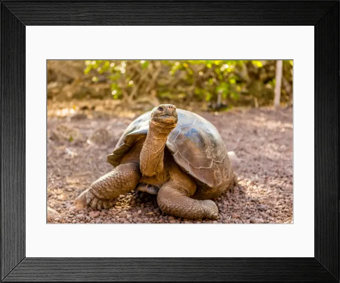 Framed Print : Land Tortoise on Epanola Island, Galapagos Islands, Ecuador, South America Framed Print : Land Tortoise on Epanola Island, Galapagos Islands, Ecuador, South America