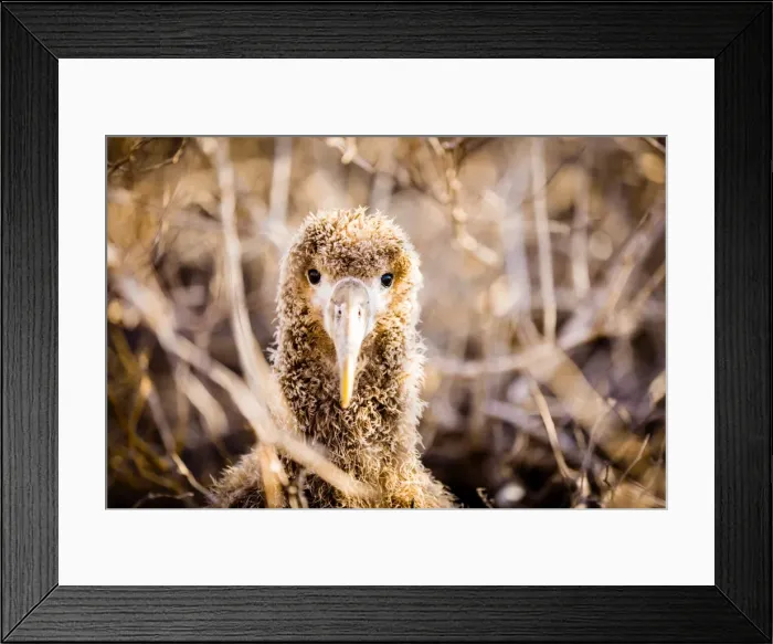 Framed Print : Baby albatross on Epanola Island, Galapagos Islands, Ecuador, South America Framed Print : Baby albatross on Epanola Island, Galapagos Islands, Ecuador, South America