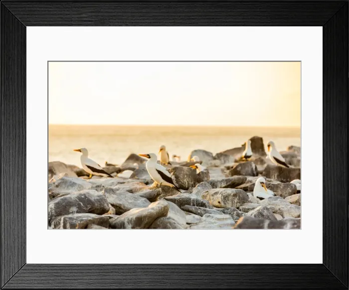 Framed Print : Nazca boobies, Espanola Island, Galapagos Islands, Ecuador, South America Framed Print : Nazca boobies, Espanola Island, Galapagos Islands, Ecuador, South America