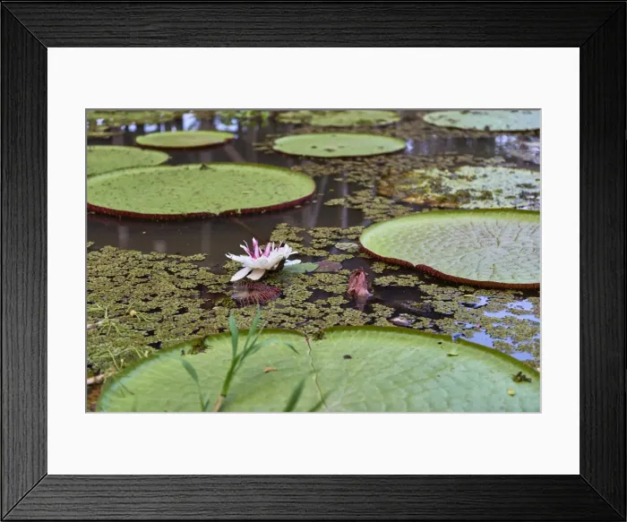 Framed Print : A water lily amongst water lily pads, Colombia, South America Framed Print : A water lily amongst water lily pads, Colombia, South America