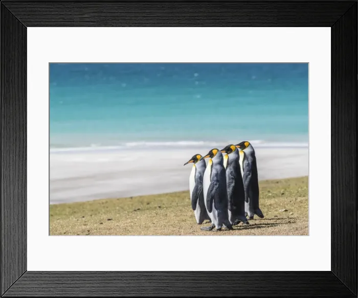Framed Print : Adult king penguins (Aptenodytes patagonicus) on the grassy slopes of Saunders Island