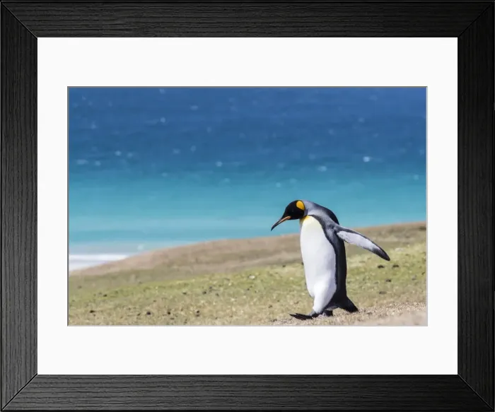 Framed Print : Adult king penguin (Aptenodytes patagonicus) on the grassy slopes of Saunders Island Framed Print : Adult king penguin (Aptenodytes patagonicus) on the grassy slopes of Saunders Island