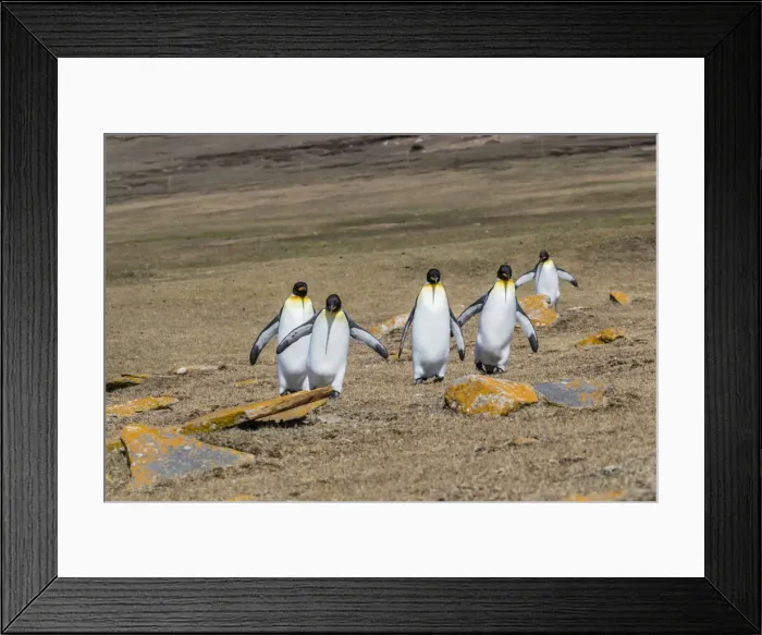 Framed Print : Adult king penguins (Aptenodytes patagonicus) on the grassy slopes of Saunders Island Framed Print : Adult king penguins (Aptenodytes patagonicus) on the grassy slopes of Saunders Island