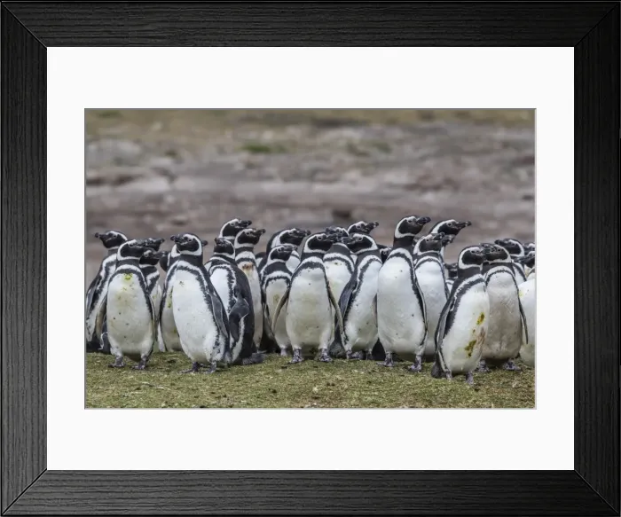 Framed Print : Magellanic penguin (Spheniscus magellanicus) breeding colony on Carcass Island, Falkland Islands Framed Print : Magellanic penguin (Spheniscus magellanicus) breeding colony on Carcass Island, Falkland Islands