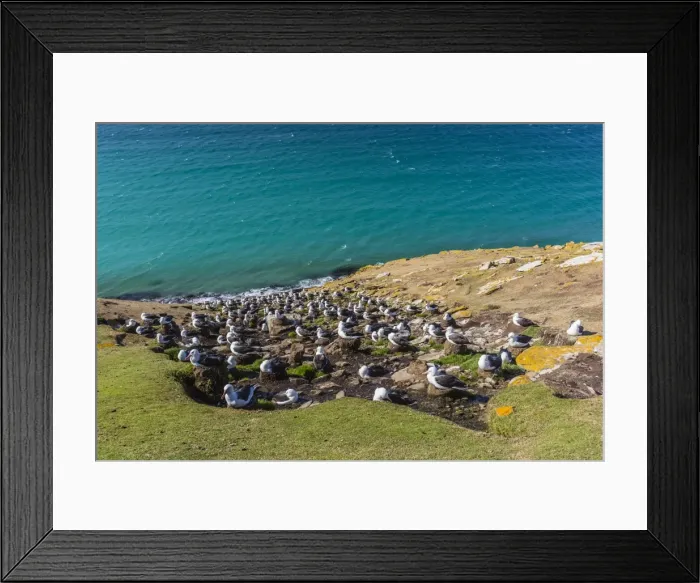 Framed Print : Black-browed albatross (Thalassarche melanophris) breeding colony on Saunders Island Framed Print : Black-browed albatross (Thalassarche melanophris) breeding colony on Saunders Island