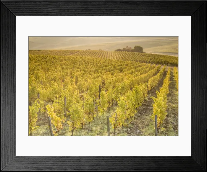 Framed Print : Dawn in the vineyards of Sancerre, Cher, Centre, France, Europe Framed Print : Dawn in the vineyards of Sancerre, Cher, Centre, France, Europe