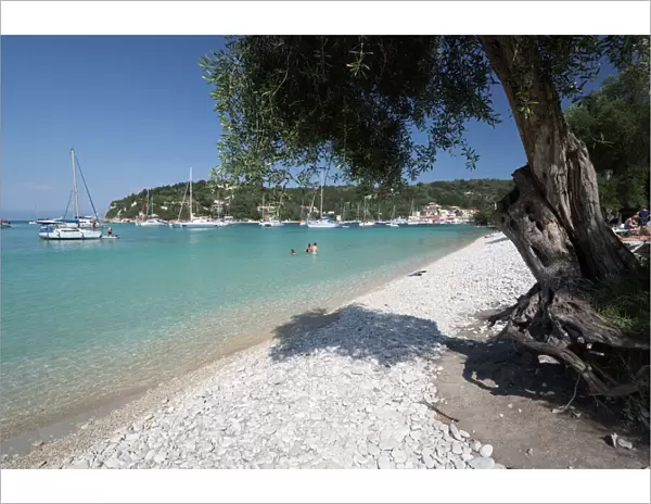 Pebble beach and bay with olive tree, Lakka, Paxos, Ionian Islands, Greek Islands