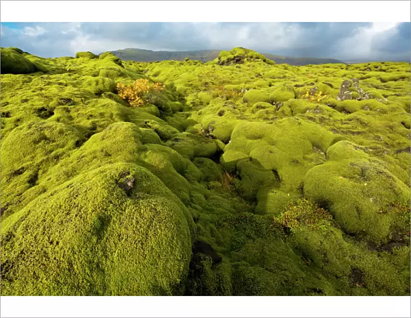 Landscape of lava covered in moss, South Iceland, Polar Regions