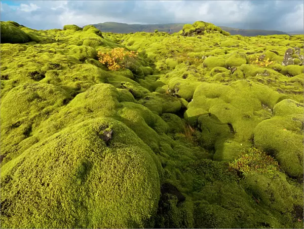 Landscape of lava covered in moss, South Iceland, Polar Regions