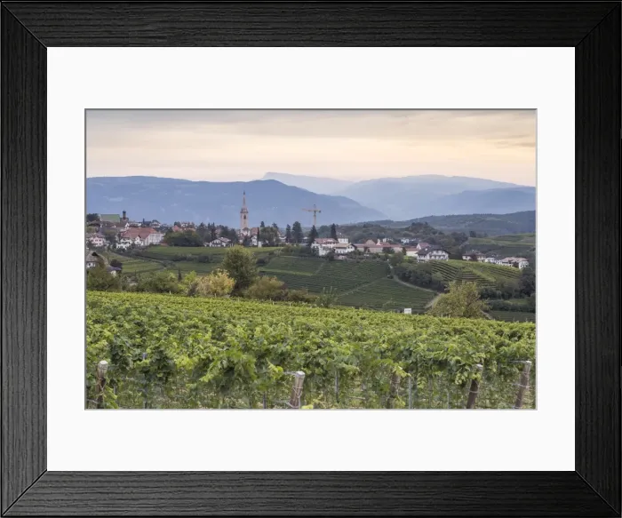Framed Print : Vineyards near to Caldaro, South Tyrol, Italy, Europe Framed Print : Vineyards near to Caldaro, South Tyrol, Italy, Europe