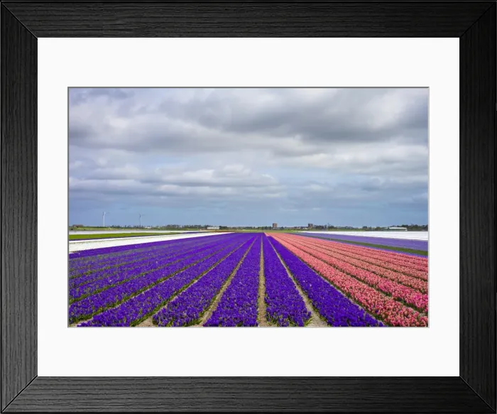 Framed Print : Field of hyacinths (Hyacinthus) in bloom in early spring, Alkmaar, North Holland Framed Print : Field of hyacinths (Hyacinthus) in bloom in early spring, Alkmaar, North Holland