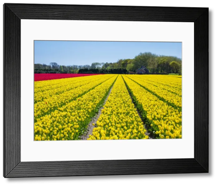 Framed Print : Dutch tulips in bloom in a bulb field in early spring. Nordwijkerhout, South Holland Framed Print : Dutch tulips in bloom in a bulb field in early spring. Nordwijkerhout, South Holland