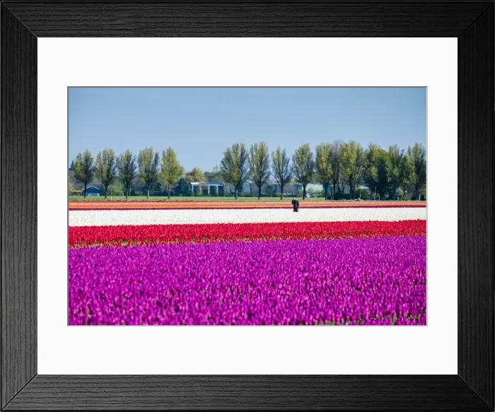 Framed Print : Colorful tulip fields in early spring, Venhuizen, North Holland, Netherlands, Europe Framed Print : Colorful tulip fields in early spring, Venhuizen, North Holland, Netherlands, Europe