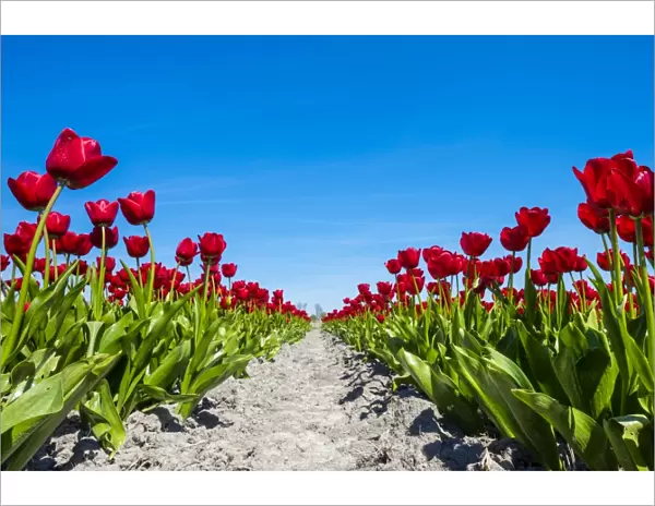 Colorful red Dutch tulip flowers against blue sky, Schermerhorn, North Holland, Netherlands