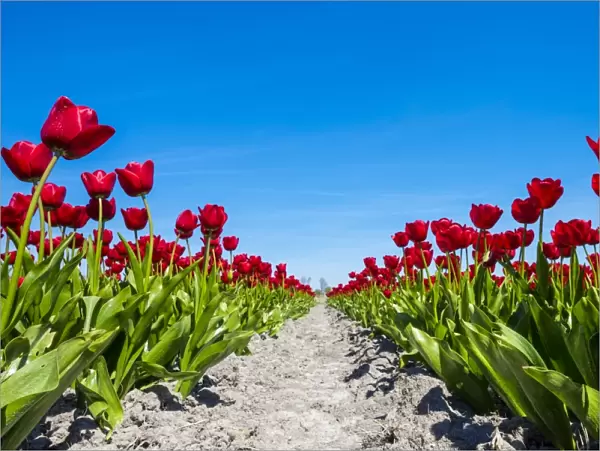 Colorful red Dutch tulip flowers against blue sky, Schermerhorn, North Holland, Netherlands