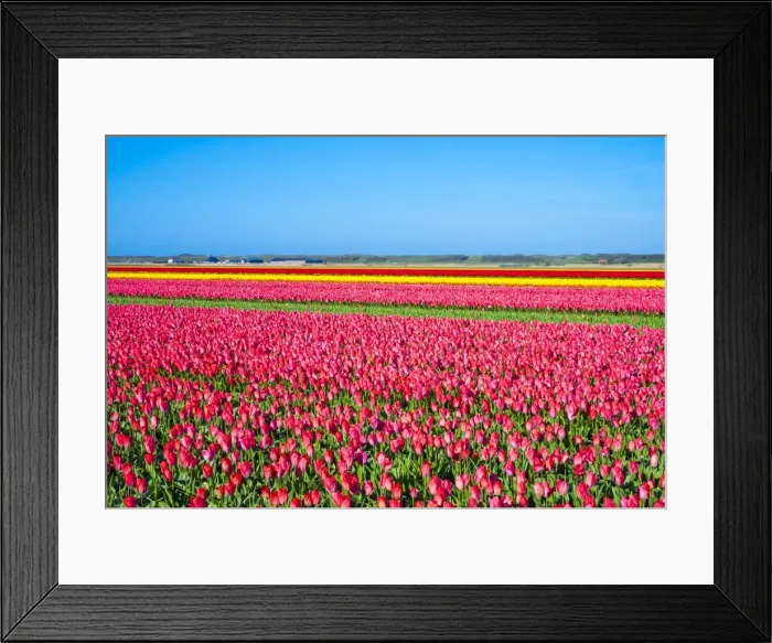 Framed Print : Rows of colorful flowering tulips in a bulb field in spring, Den Helder, North Holland Framed Print : Rows of colorful flowering tulips in a bulb field in spring, Den Helder, North Holland