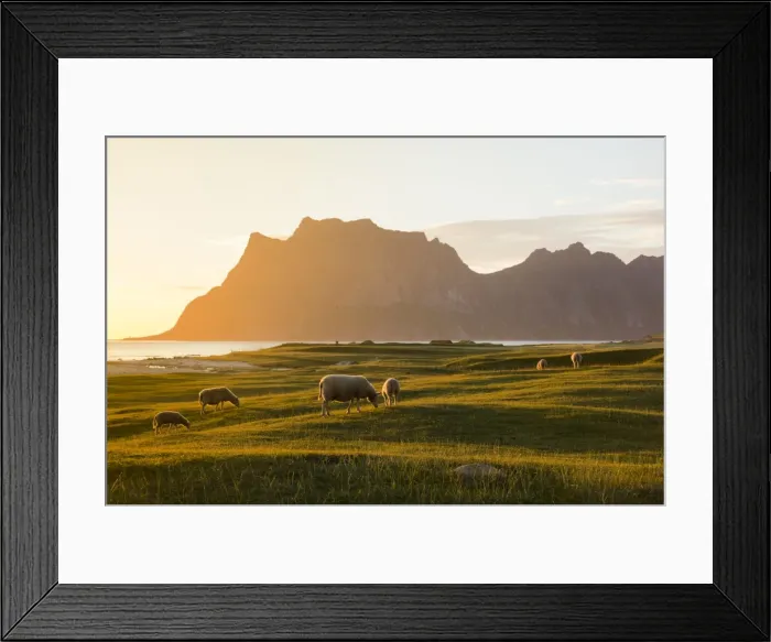 Framed Print : Sheep grazing in the green meadows lit by midnight sun reflected in sea, Uttakleiv Framed Print : Sheep grazing in the green meadows lit by midnight sun reflected in sea, Uttakleiv