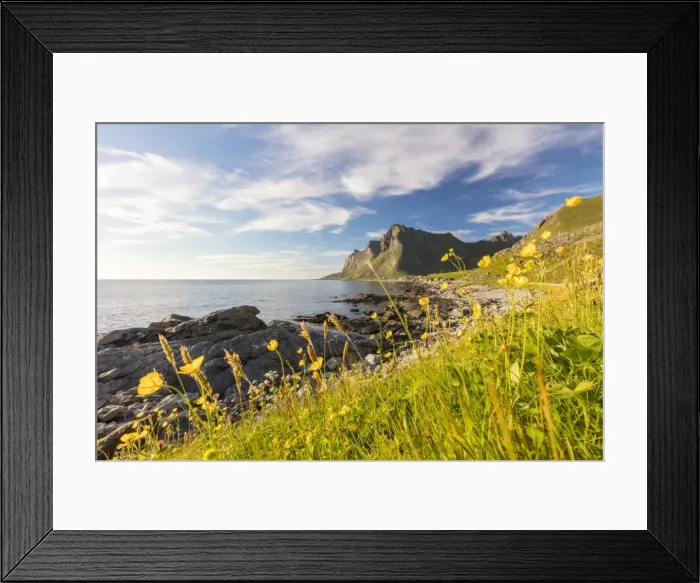 Framed Print : The sun shines on green meadows and flowers surrounded by sea at night, Vikten, Nord Trondelag Framed Print : The sun shines on green meadows and flowers surrounded by sea at night, Vikten, Nord Trondelag