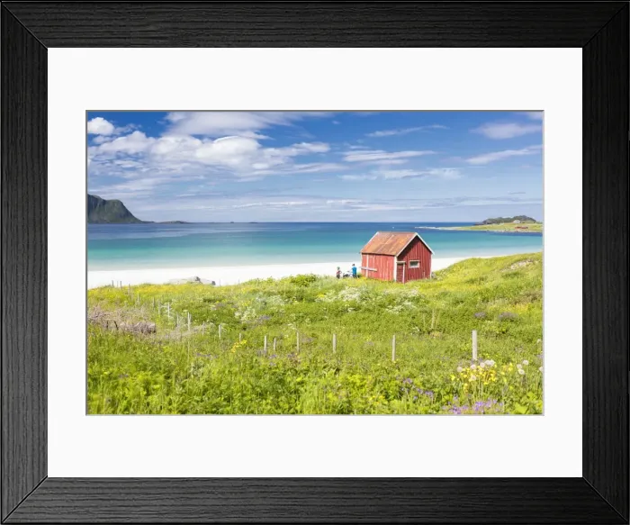 Framed Print : Colorful flowers on green meadows frame the typical rorbu surrounded by turquoise sea Framed Print : Colorful flowers on green meadows frame the typical rorbu surrounded by turquoise sea